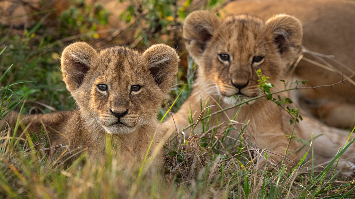 Two small lion (Panthera leo) cubs - Maasai Mara National Reserve, Kenya