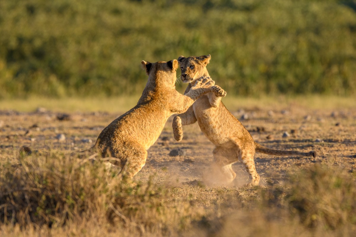 Two juvenile lions (Panthera leo) playing - Amboseli National Park, Kenya