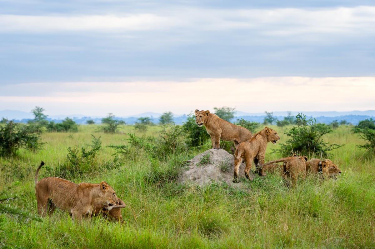 Lion family of the famous tree climbing lions in Ishasha - Queen Elizabeth NP, Uganda