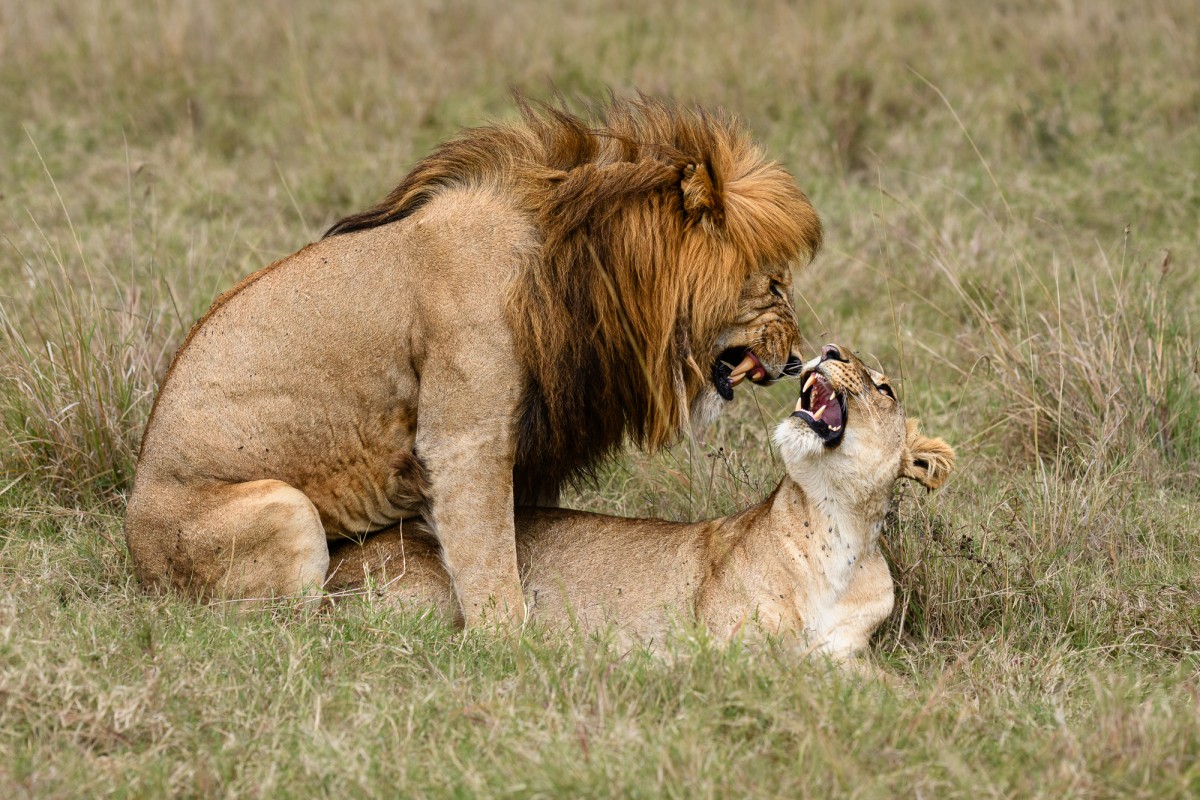 Male lion (Halftale) mating with a member of the Marsh pride - Maasai Mara National Reserve, Kenya