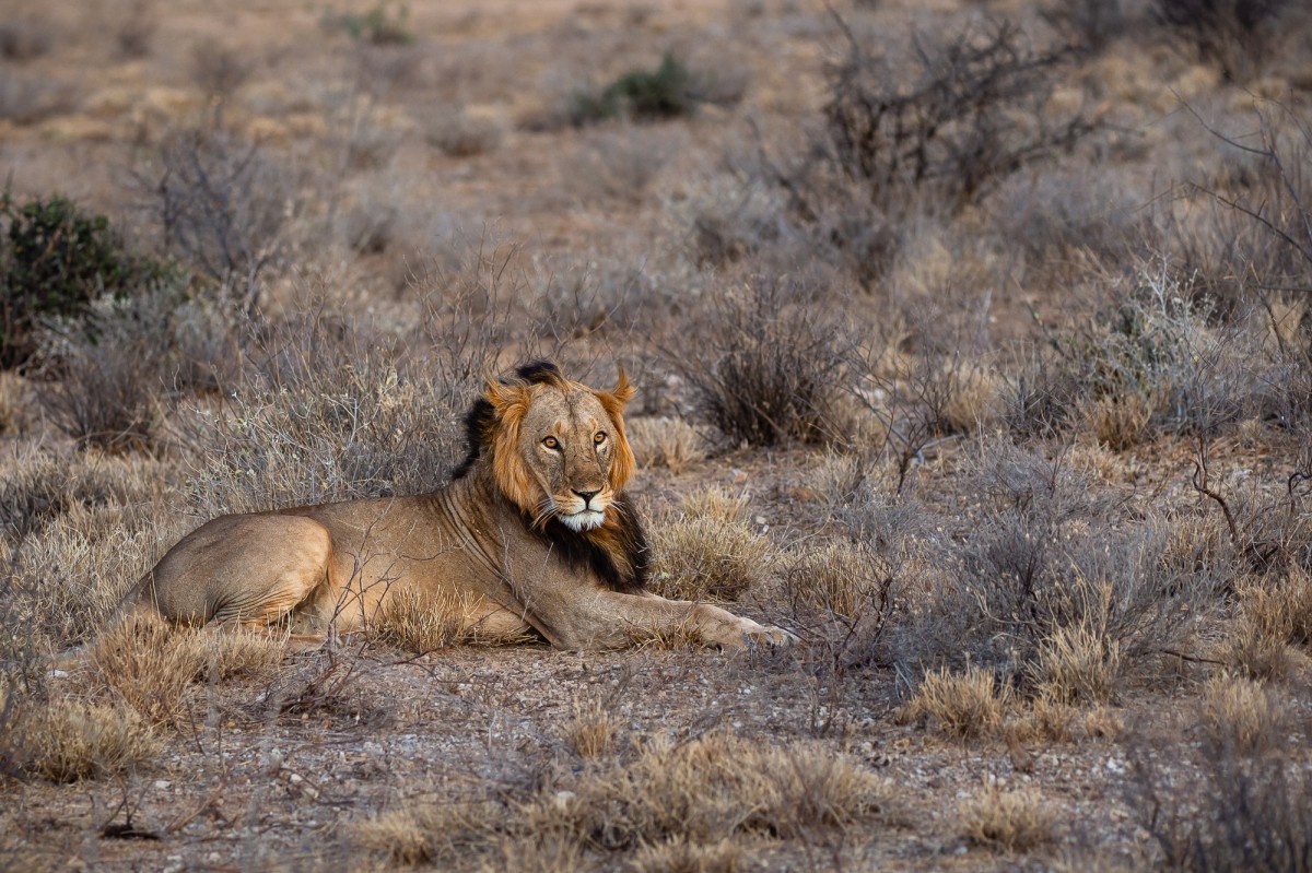 Male lion in sunset light - Buffalo Springs National Reserve, Kenya