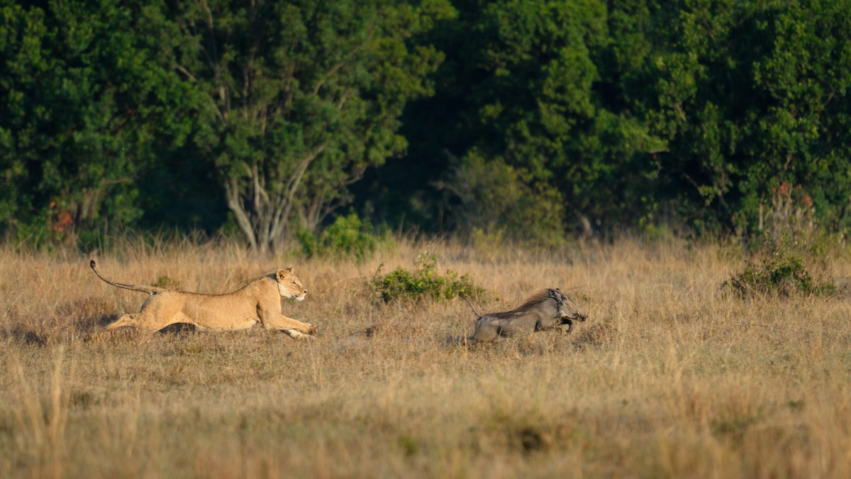 Lioness (Panthera leo) hunting a warthog (Phacochoerus africanus) - Maasai Mara National Reserve, Kenya