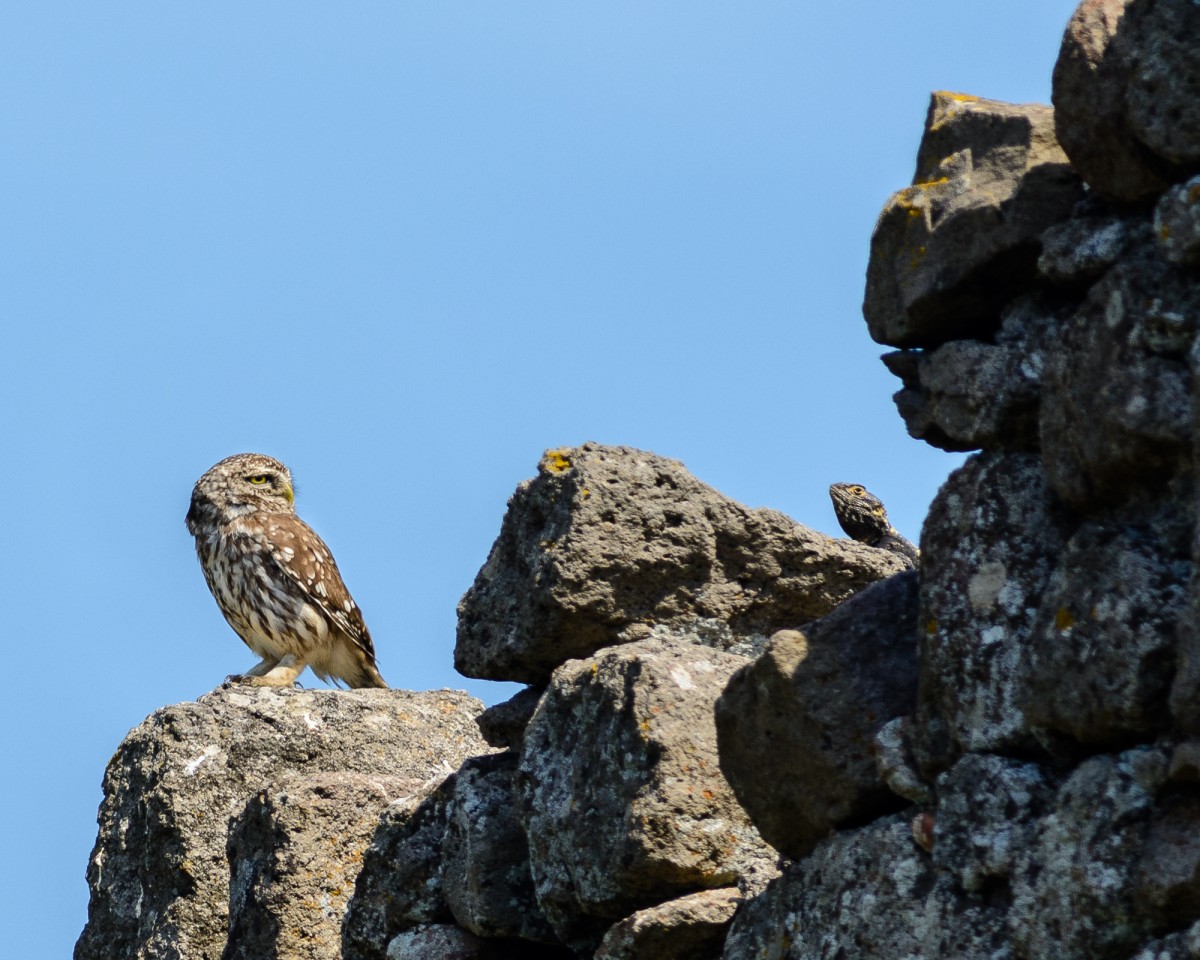 Little owl (Athene noctua) perching on abandoned structure