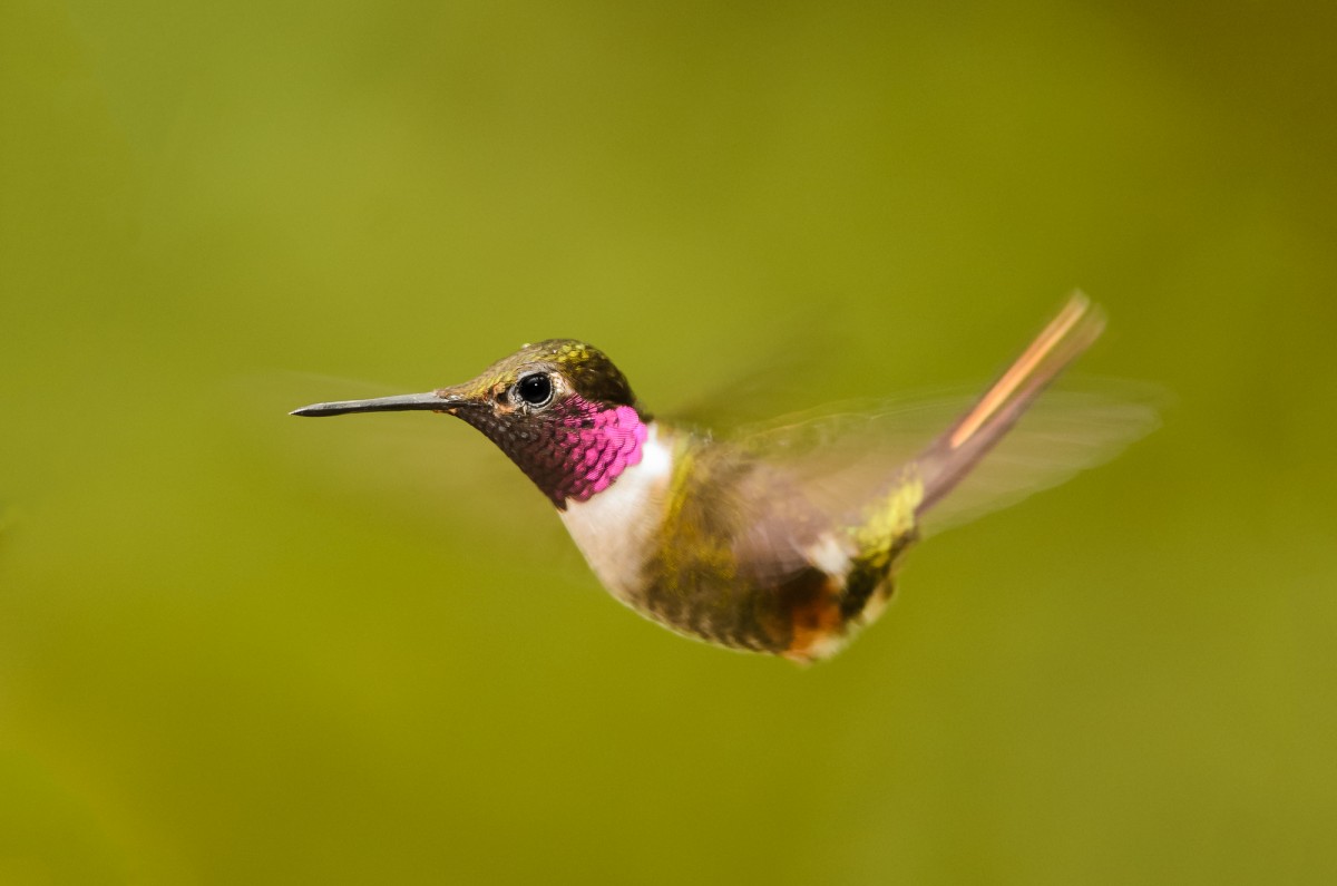 Magenta-throated Woodstar (Calliphlox bryantae) in flight.