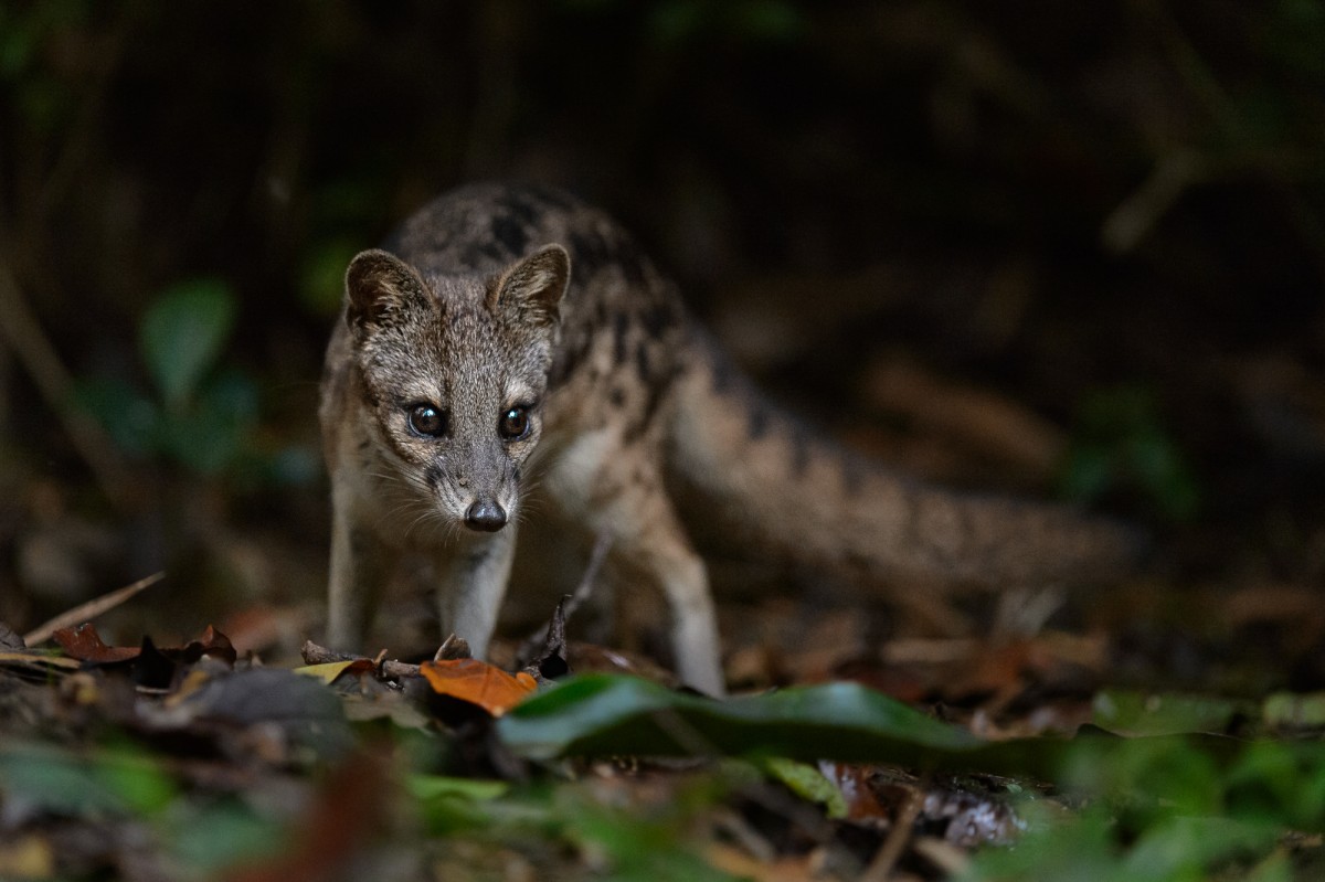 Malagasy civet in its natural environment - Ranomafana, Madagascar