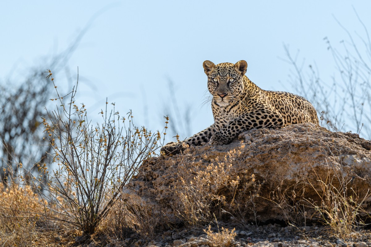 Big male leopard (Panthera pardus pardus) resting on a rock in the midday sun - Buffalo Springs National Reserve, Kenya