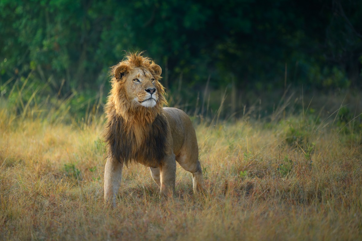Portrait of a big male lion (Panthera leo) - Maasai Mara National Reserve, Kenya