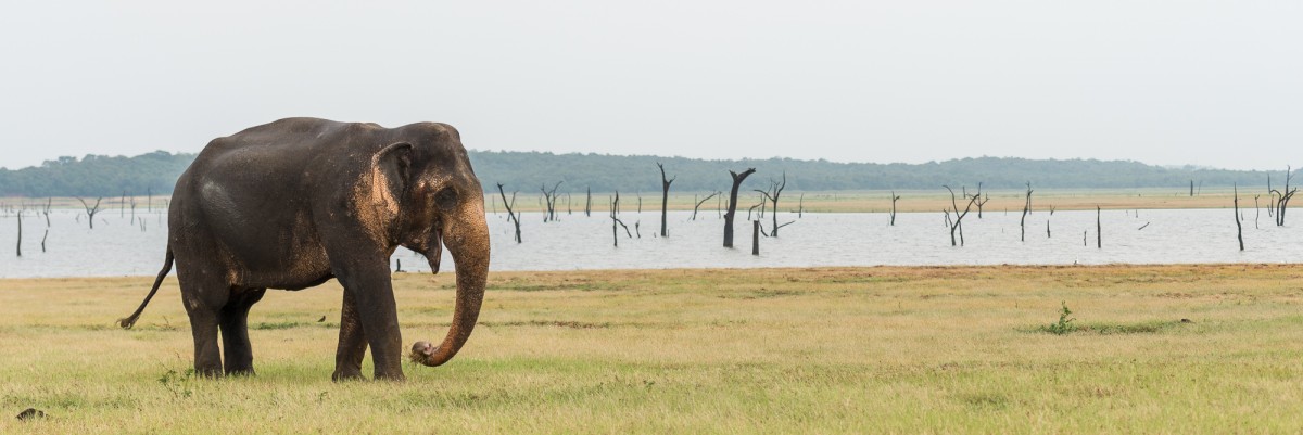 Sri Lankan elephant bull - Kaudulla NP, Sri Lanka