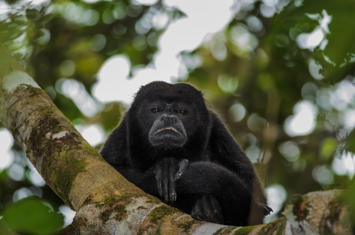 Mantled howler (Alouatta palliata) portrait.