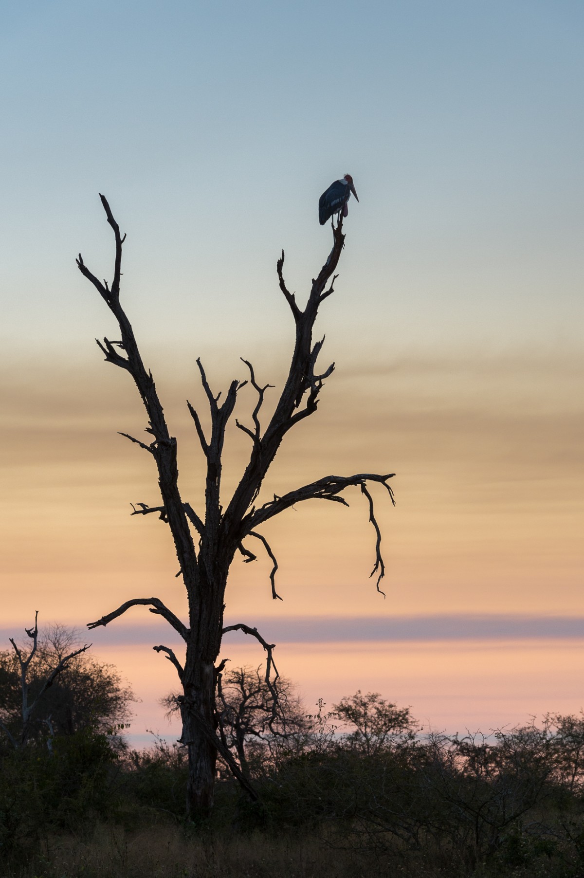 Marabou stork during sunset