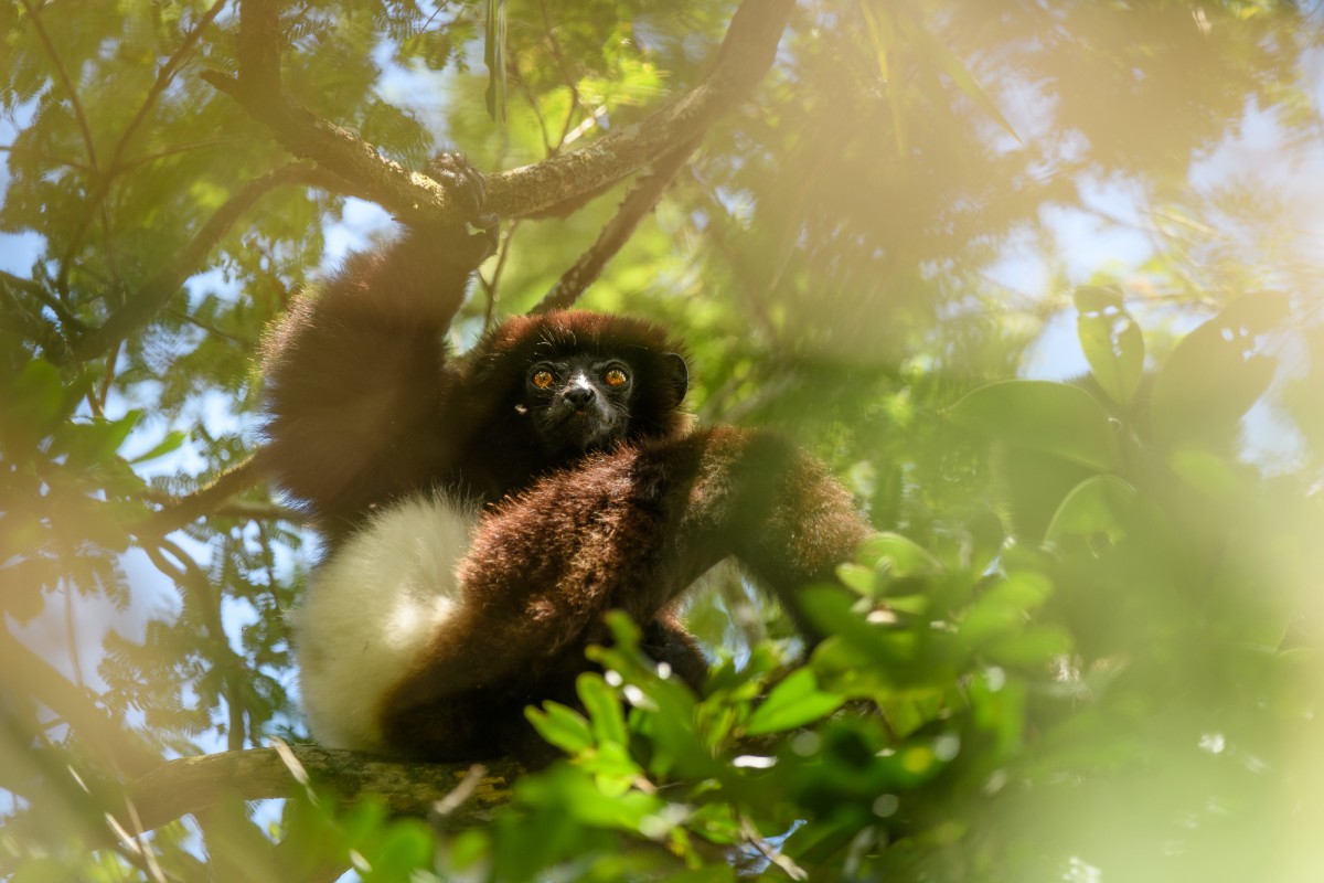 Milne Edwards sifaka sitting in a tree - Ranomafana, Madagascar
