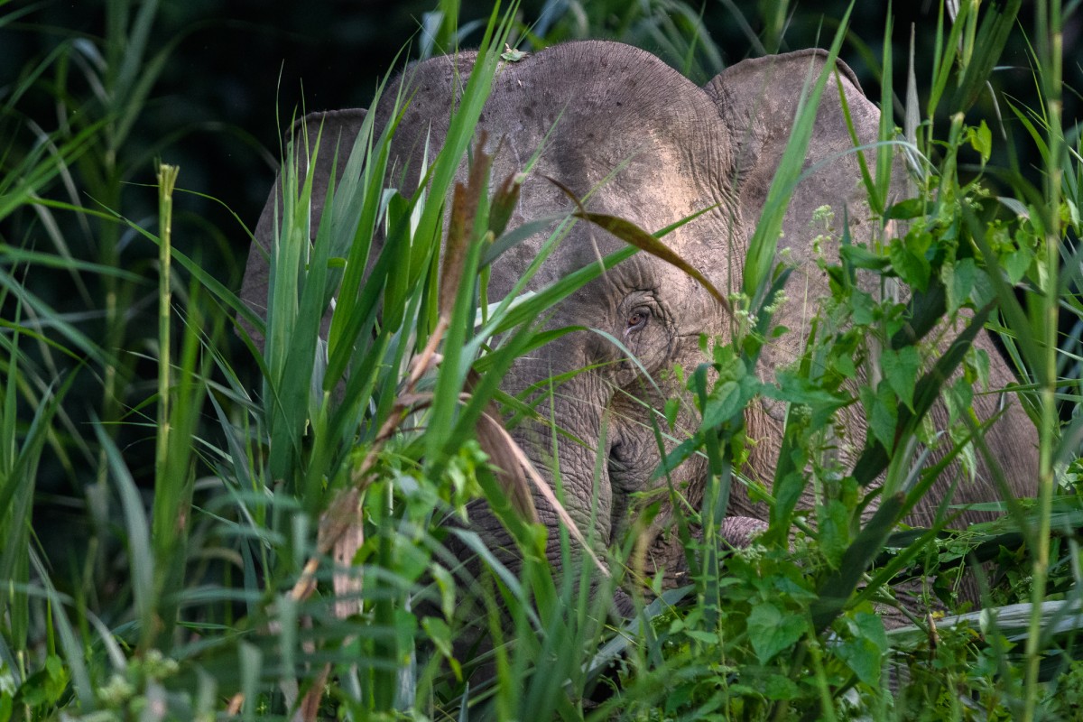 Borneo pygmy elephant in its natural environment