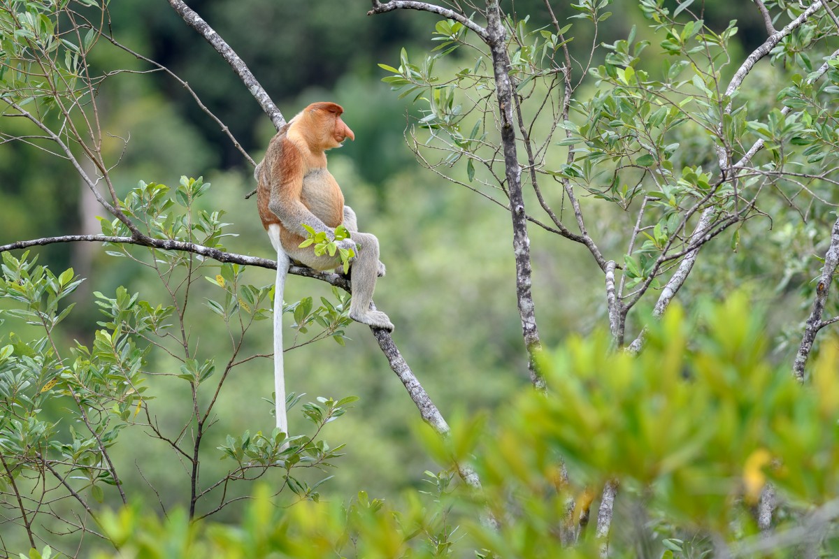 Proboscis monkey sitting in a tree