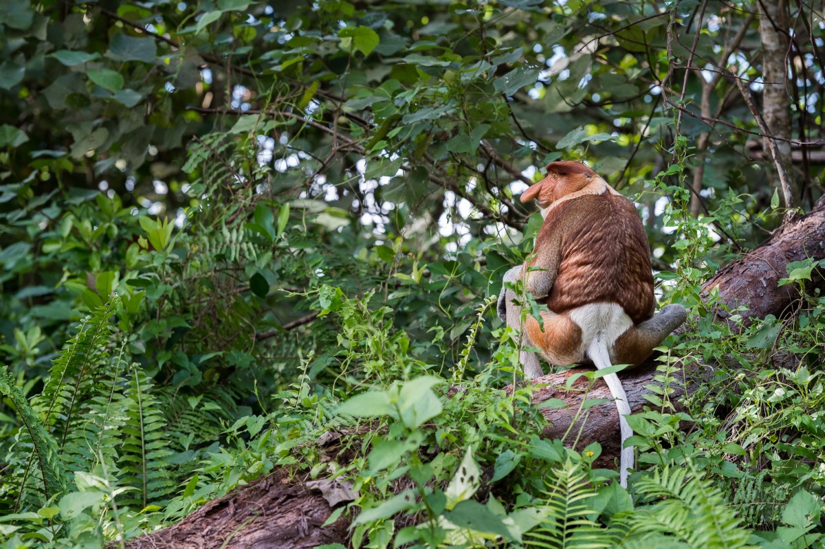 Proboscis monkey sitting on a fallen tree