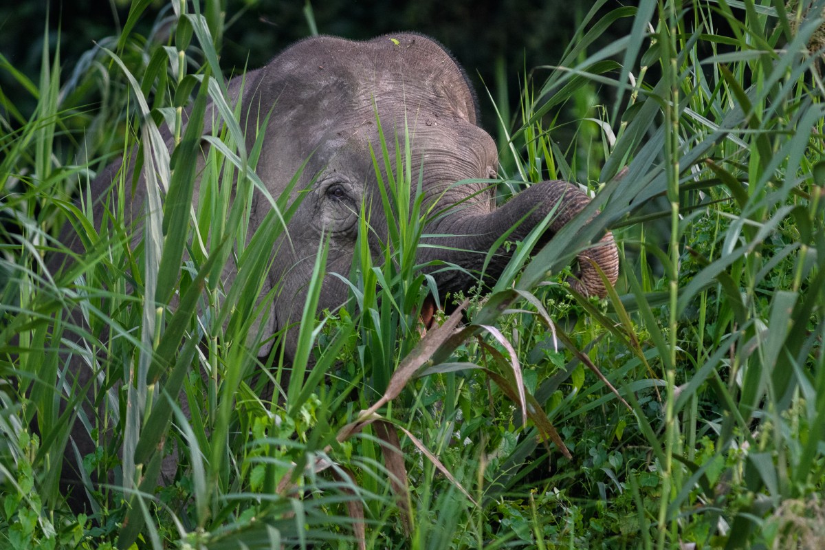 Borneo pygmy elephant in high grass
