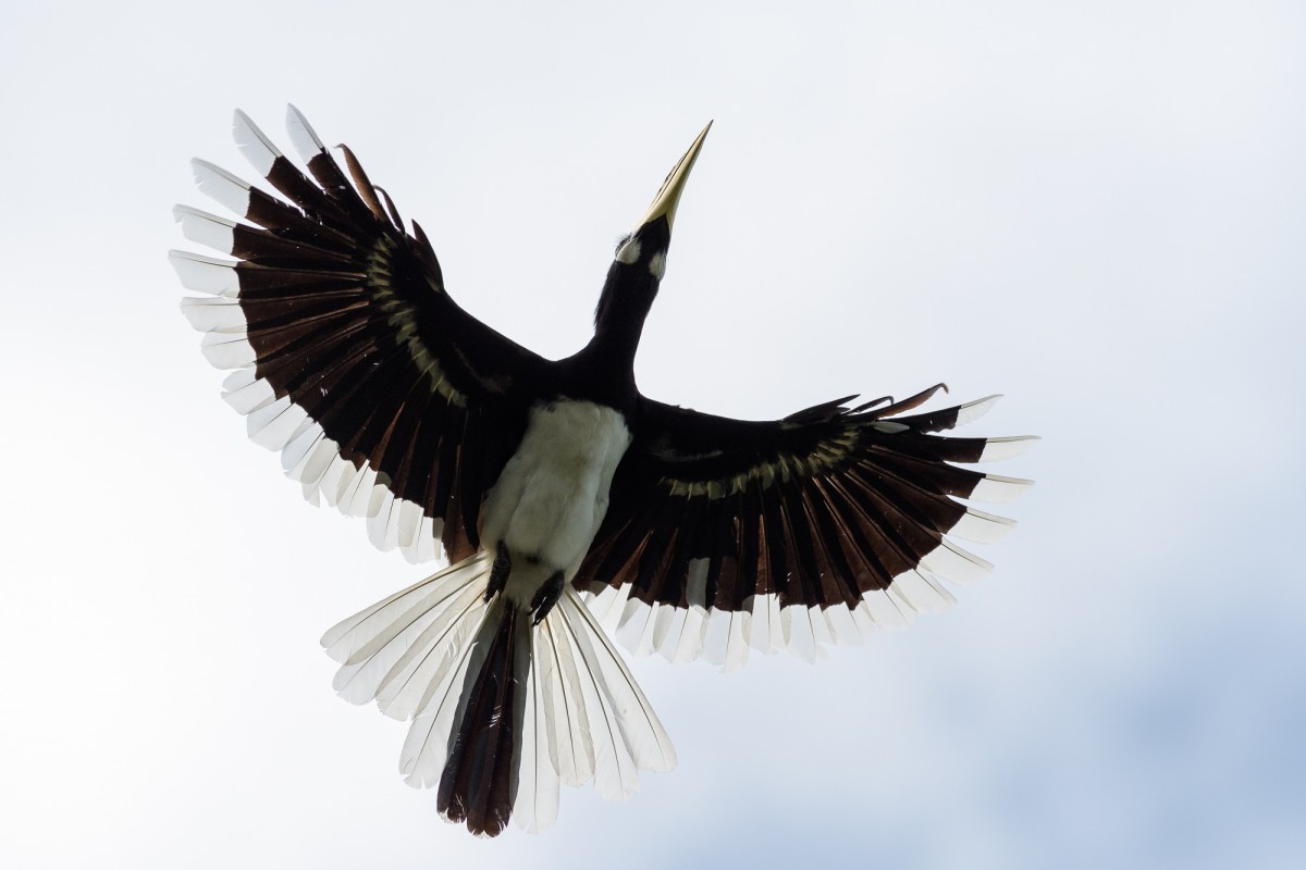 Oriental pied hornbill in flight