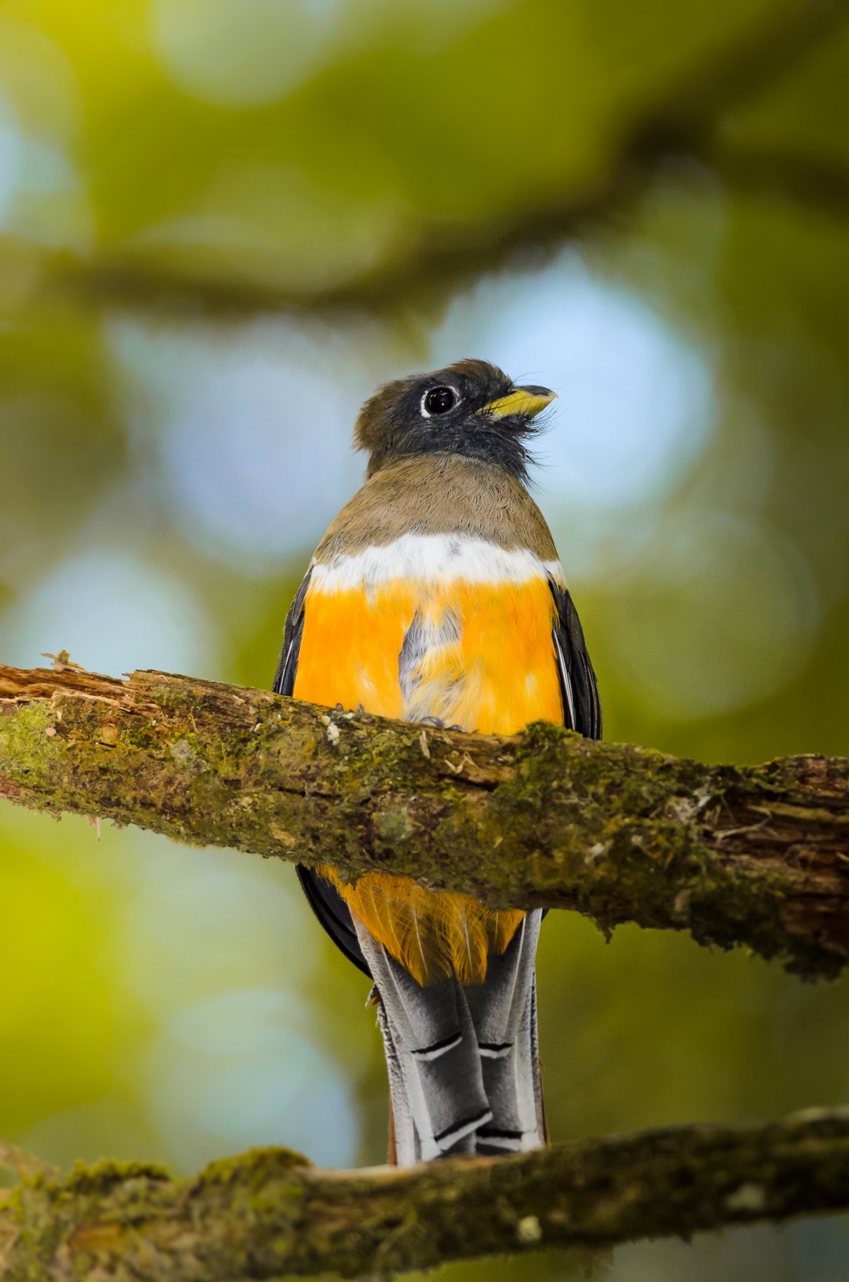 Female orange-bellied Trogon (Trogon aurantiiventris) perching on a branch.