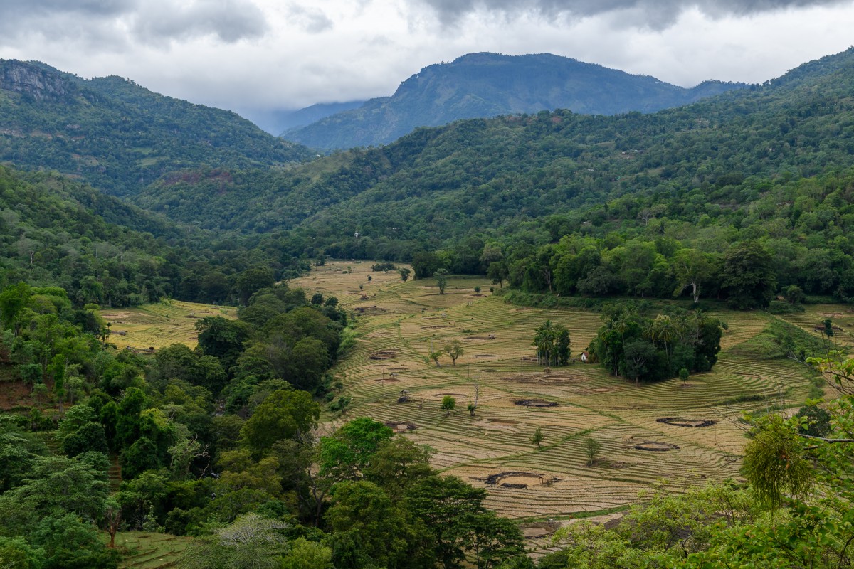 Paddy terrace - Kandy, Sri lanka