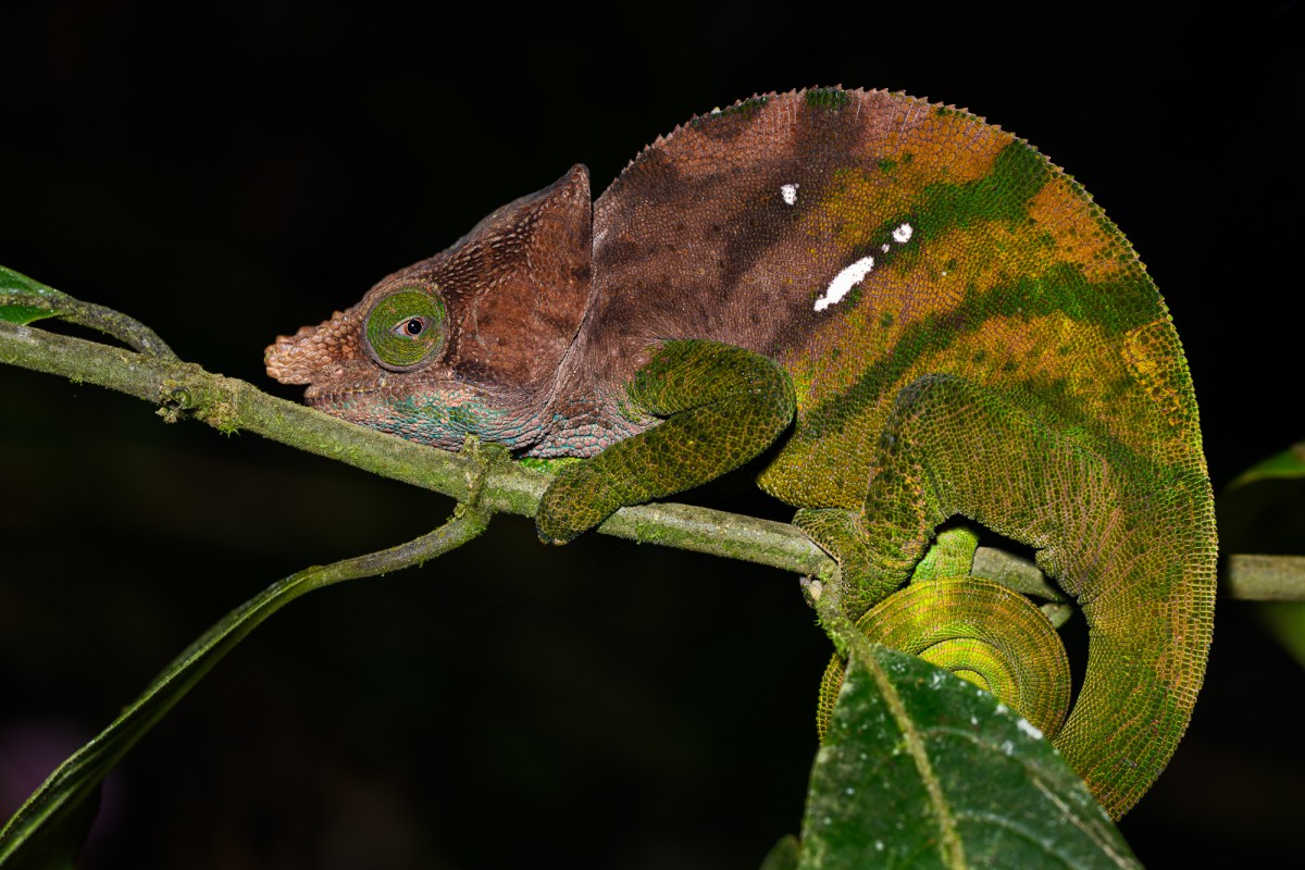 Parsons chameleon during a night walk - Ranomafana, Madagascar