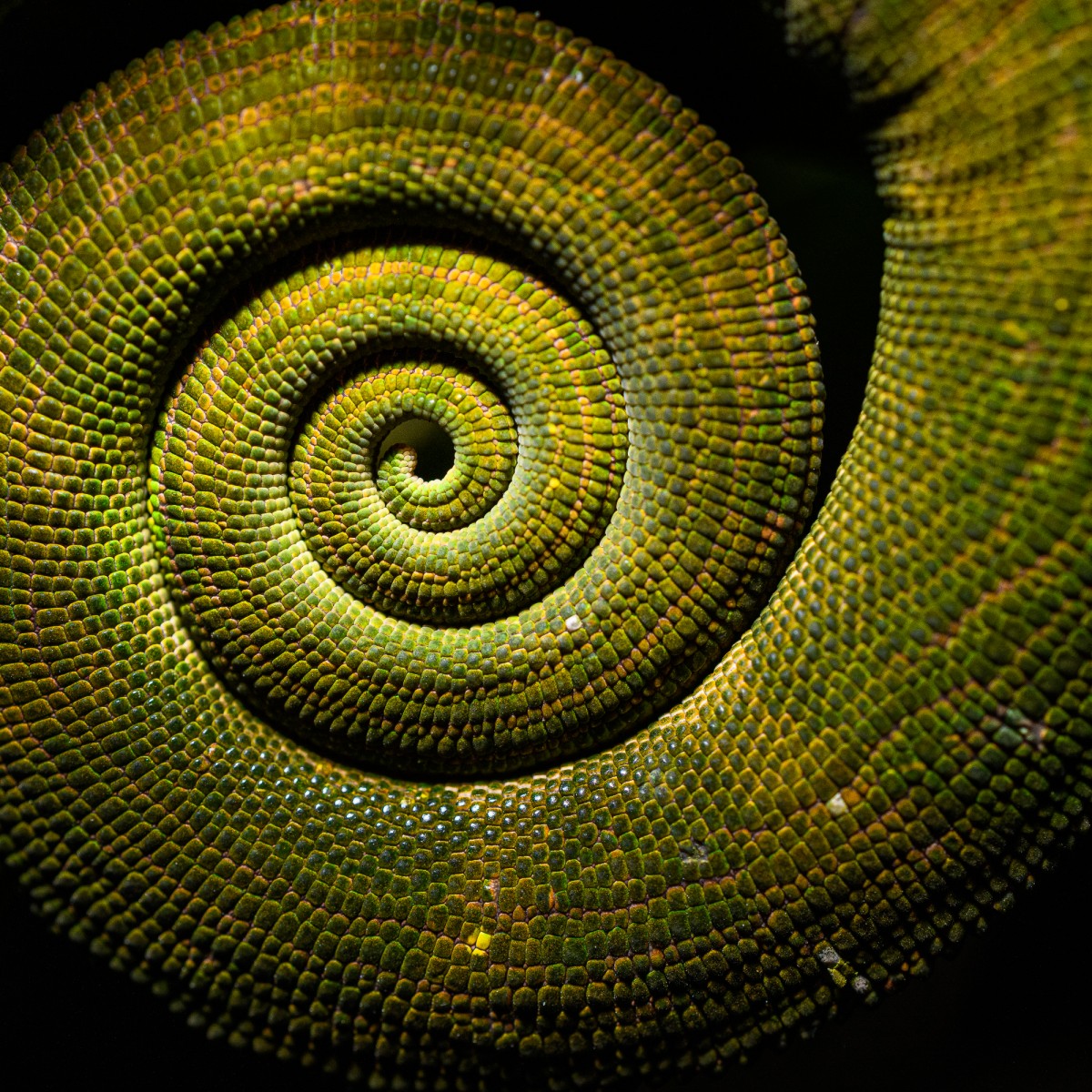 Close-up of a Parsons chameleon tail - Ranomafana, Madagascar