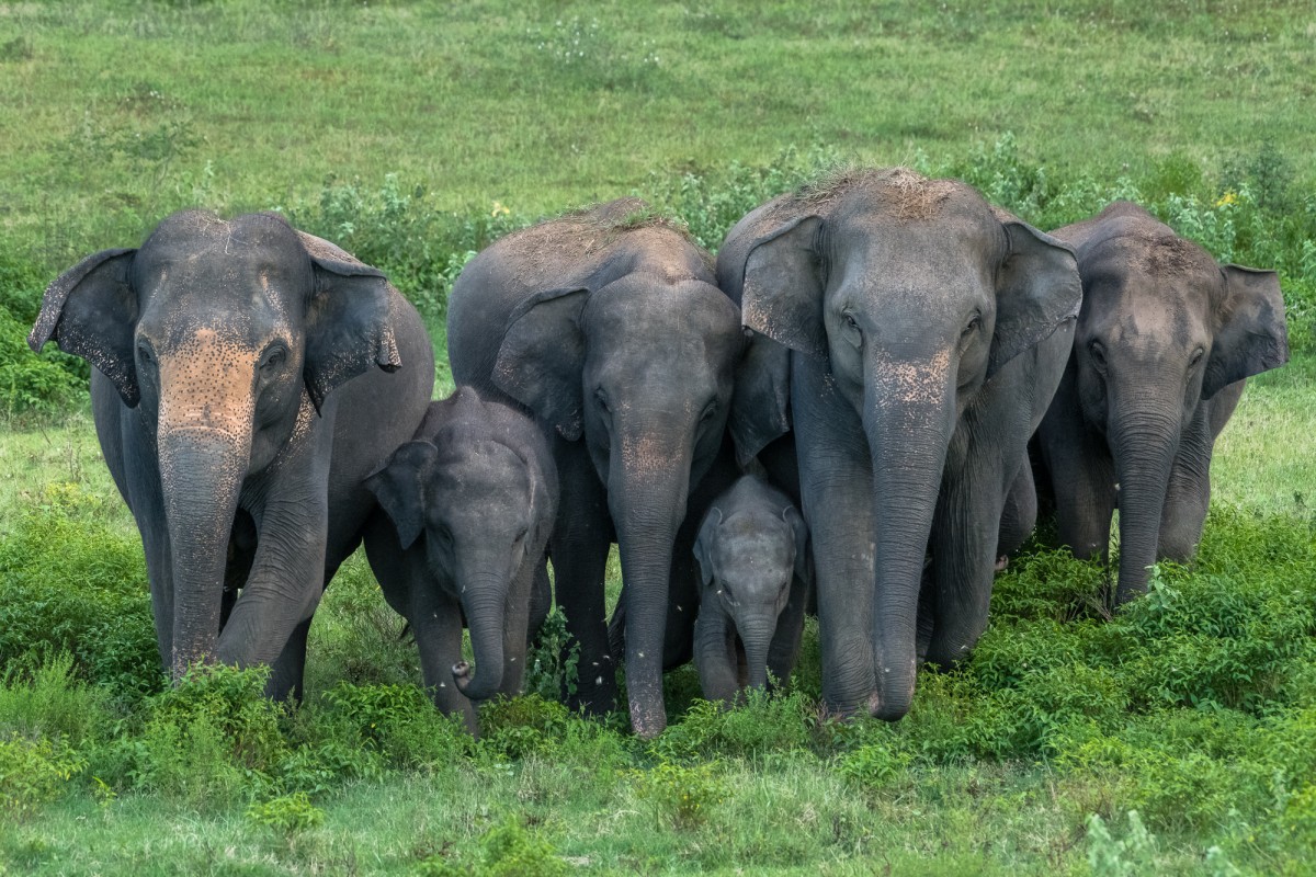Protective group of Cylon elephants - Maduru Oya NP, Sri Lanka