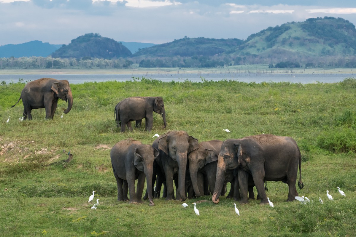 Elephant group in their habitat - Maduru Oya Np, Sri Lanka