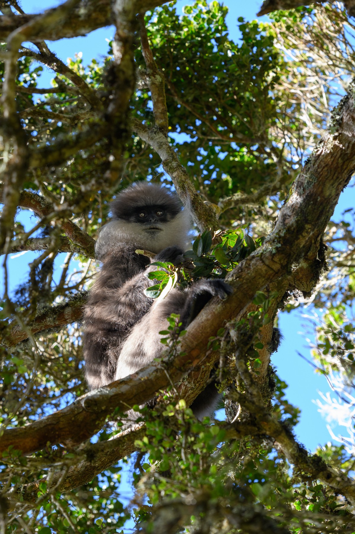 Purple-faced langur - Horton Plains NP, Sri lanka