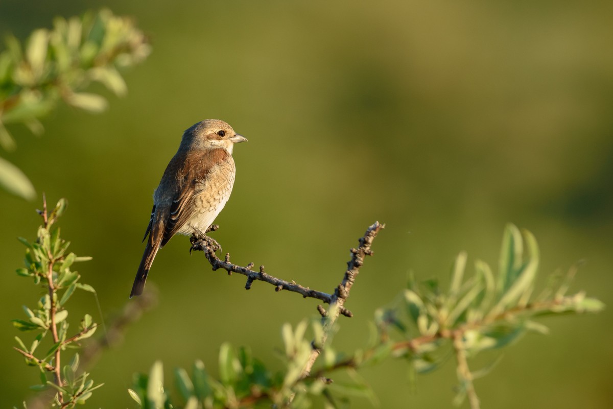 Female red-backed shrike (Lanius collurio)  perching