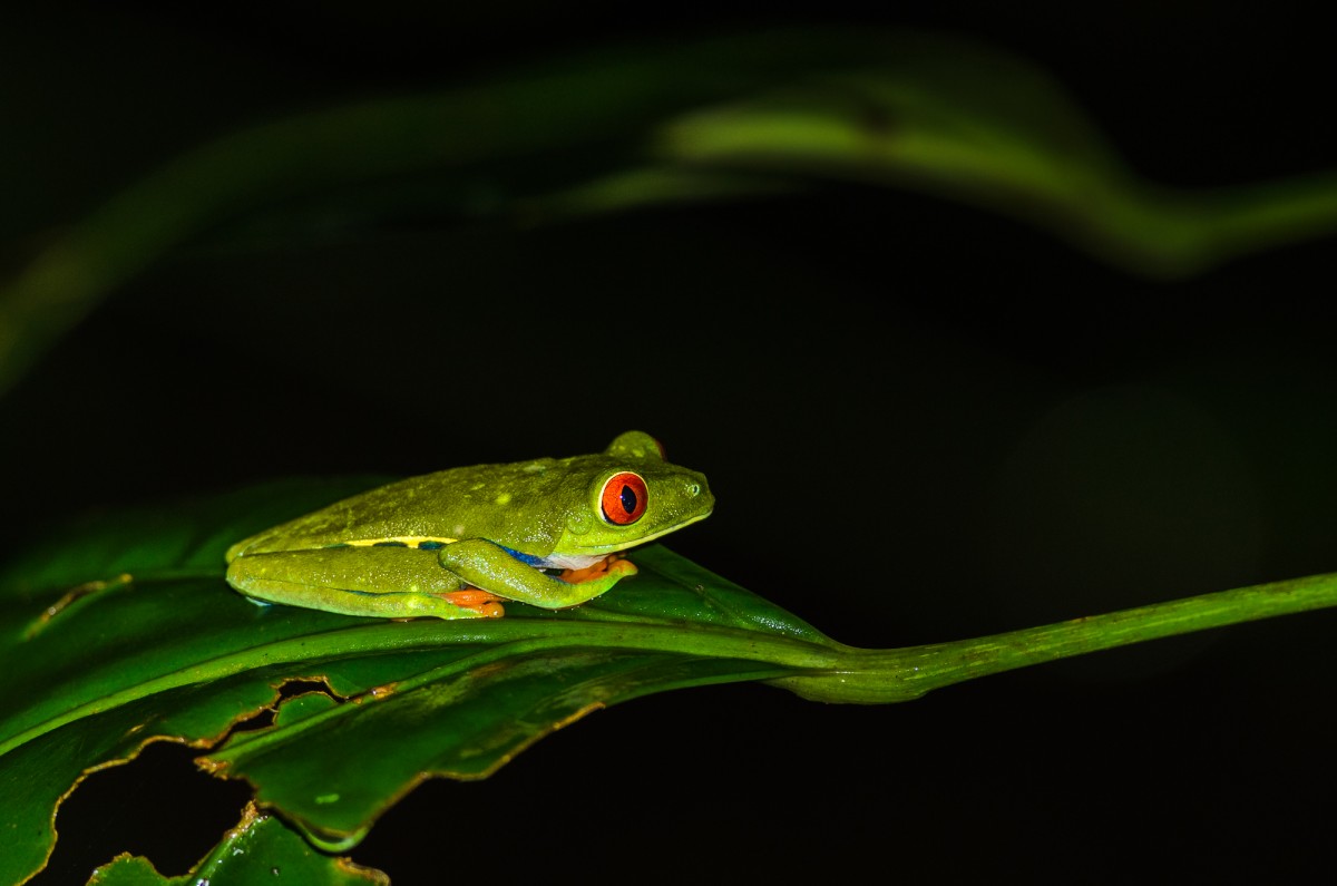 Red-eyed tree frog (Agalychnis callidryas) - Tortuguero NP, Costa Rica.