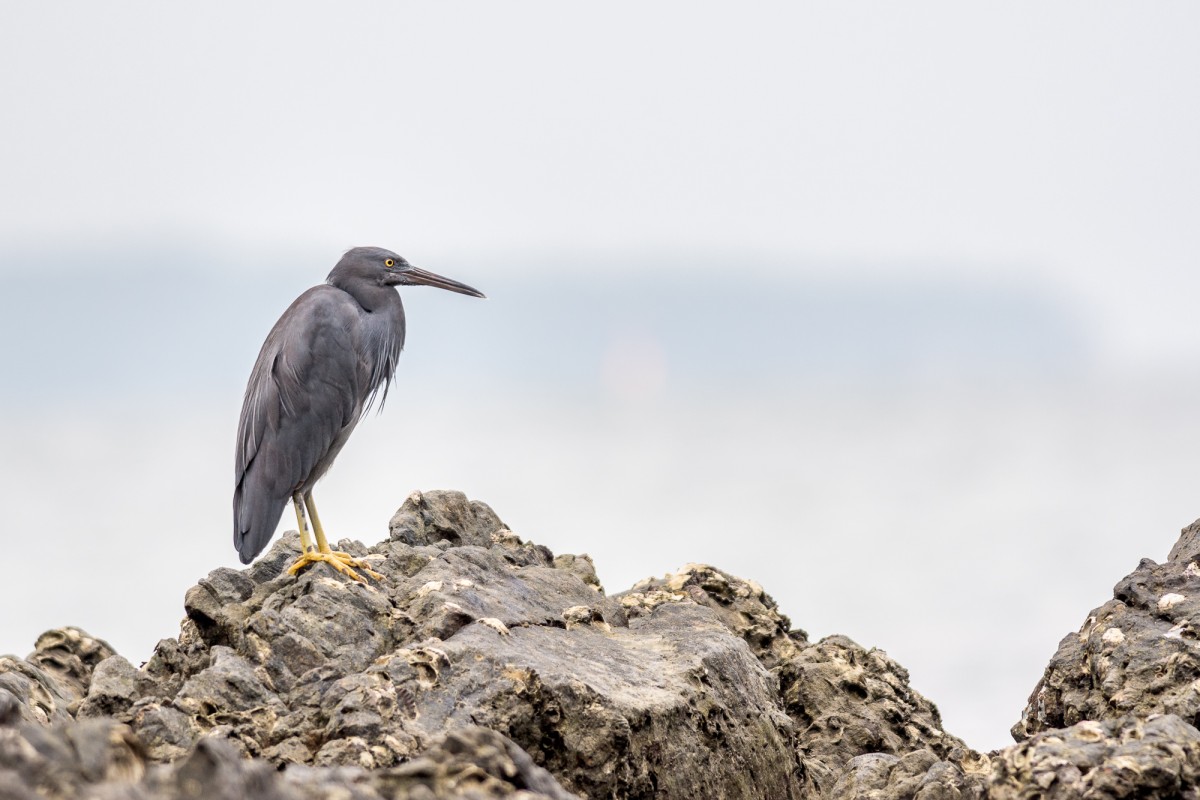 Eastern Reef Heron (Egretta sacra) perching on rocks