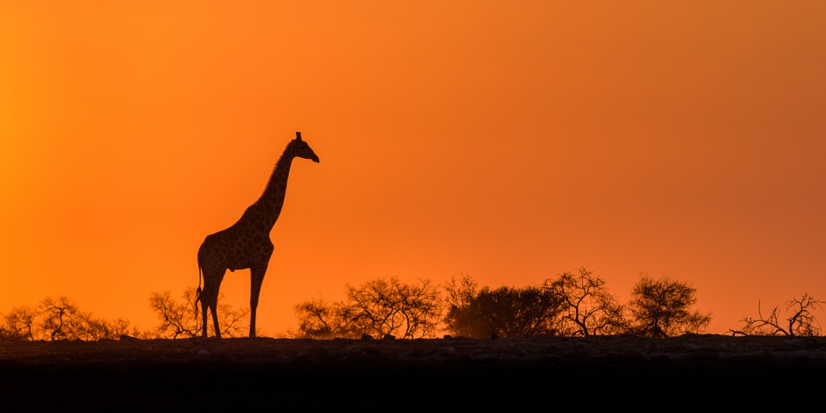 Giraffe during African sunrise - Etosha NP, Namibia