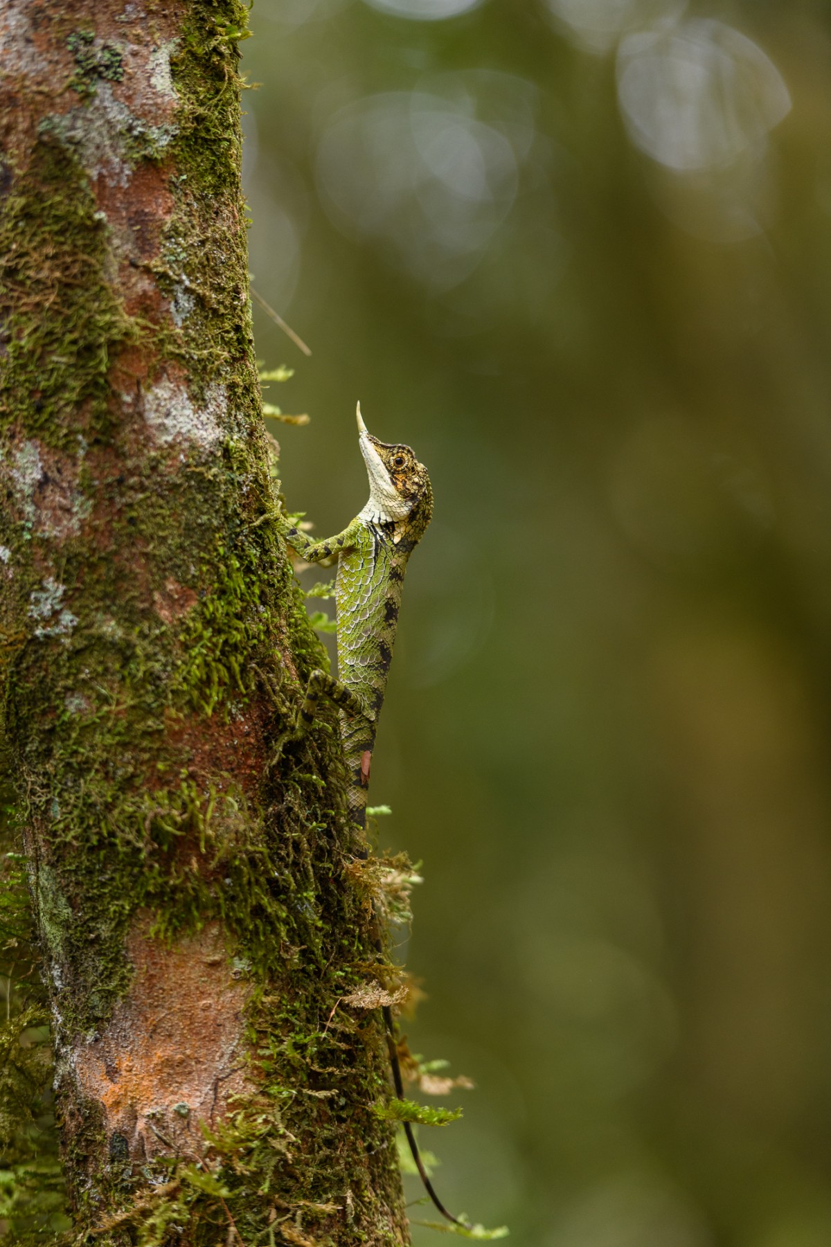 Rhino-horned lizard - Horton Plains, Sri lanka