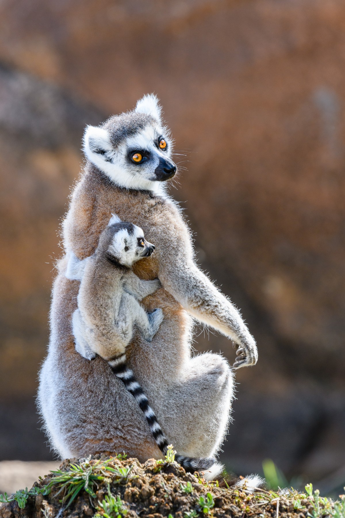 Adult ring-tailed lemur with a baby - Parc Anja, Madagascar