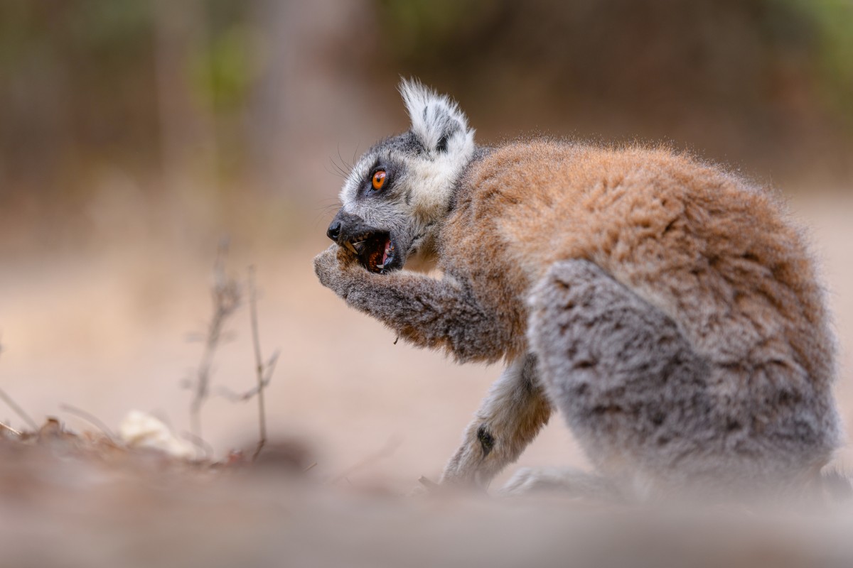 Ring-tailed lemur eating fruit from the forest - Isalo Np, Madagascar