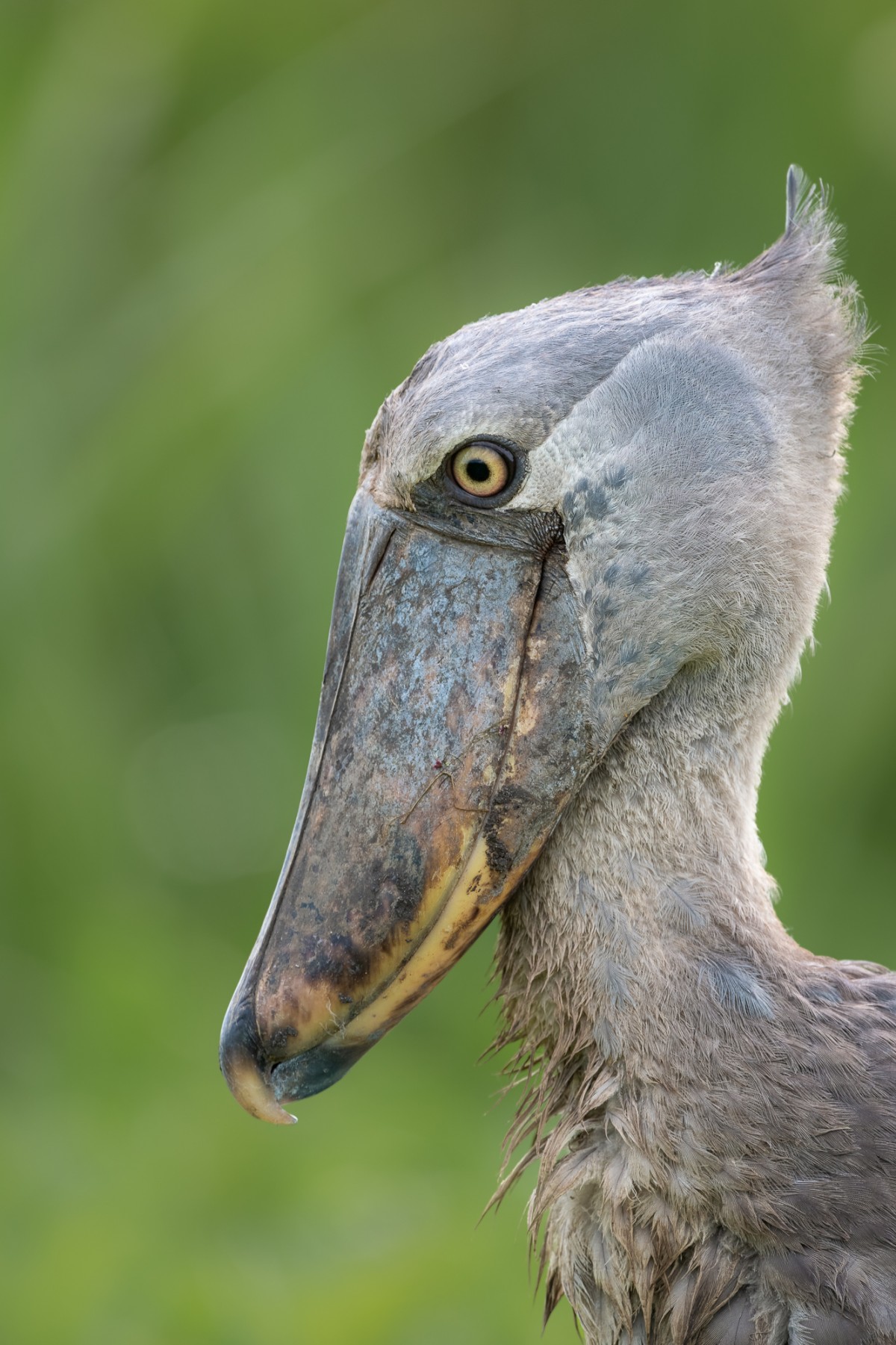 Closeup of a prehistoric looking Shoebill stork - Murchison Falls NP, Uganda