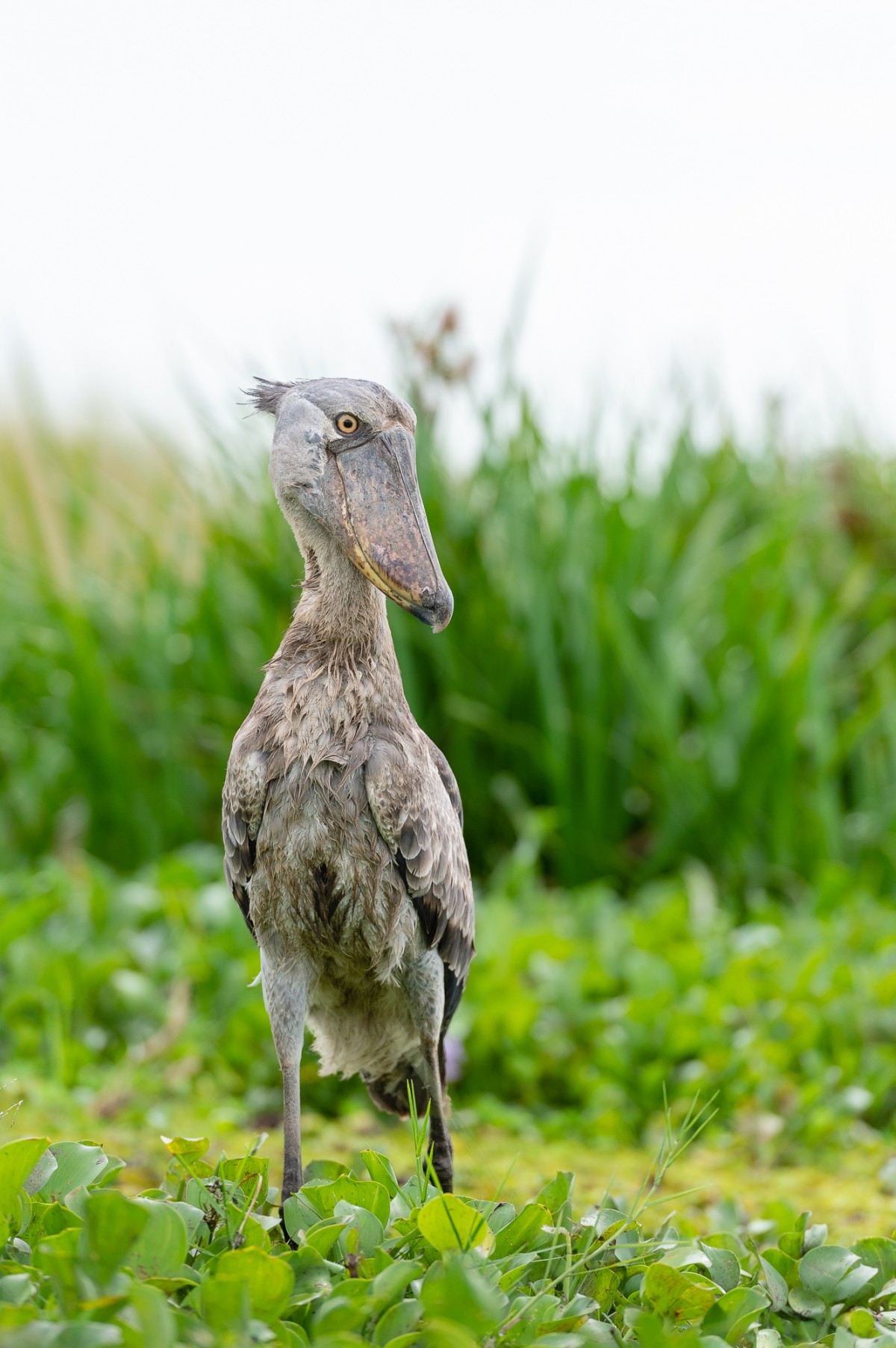 Shoebill stork in its natural environment - Murchison Falls NP, Uganda