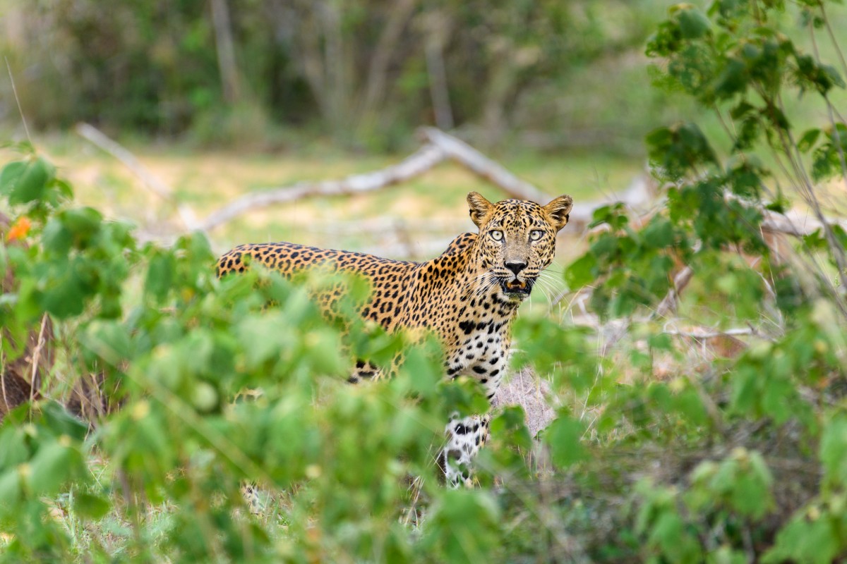 Sri Lankan leopard - Willpatu, Sri lanka