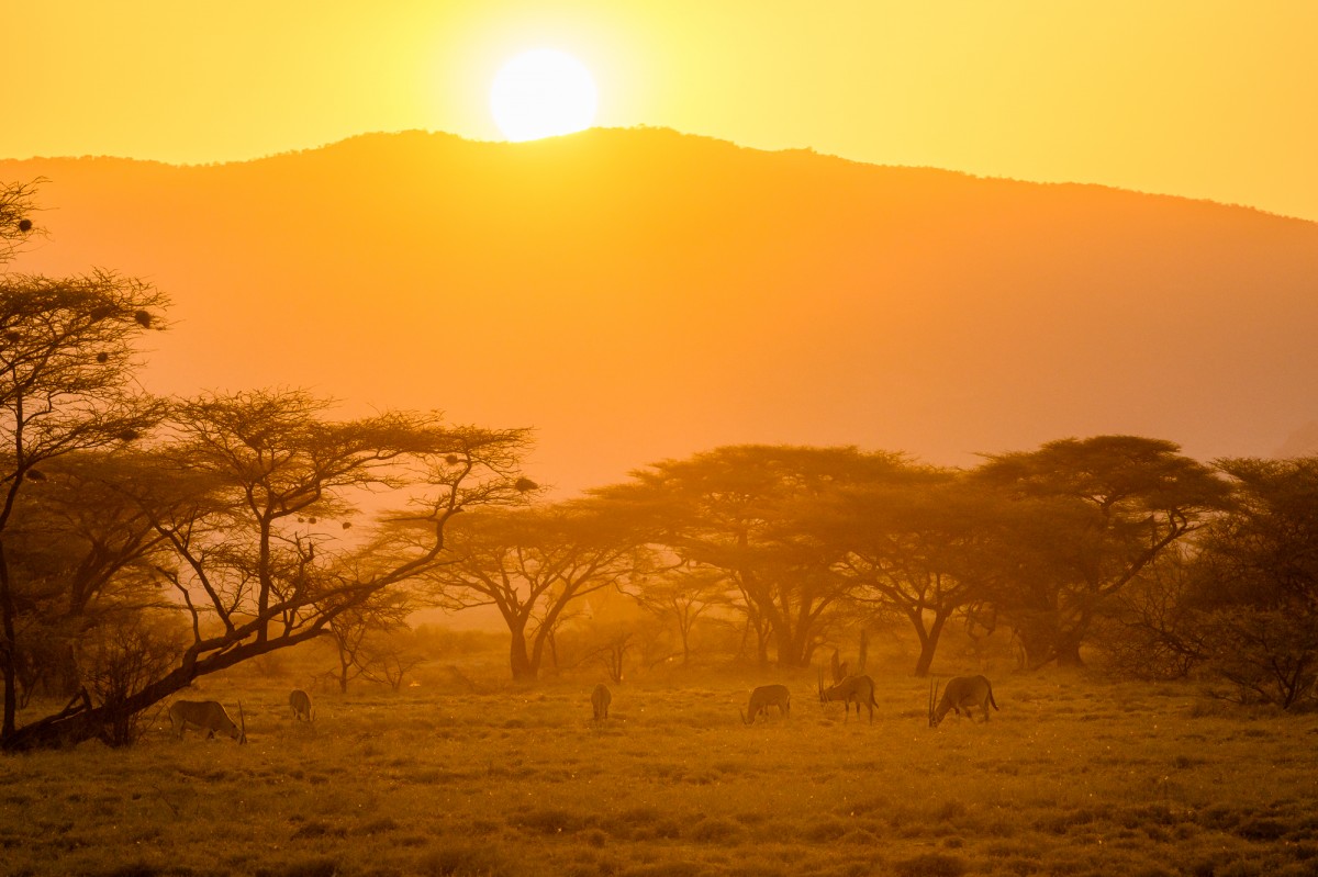 Oryx in orange sunset light - Buffalo Springs National Reserve, Kenya