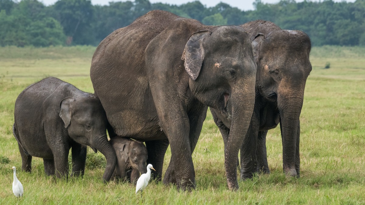 Three generations of Cylon elephants - Kaudulla NP, Sri Lanka