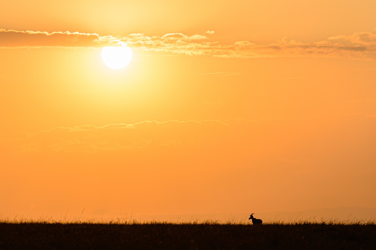 Silhouette of a topi against a bright orange sunset sky - Maasai Mara National Reserve, Kenya