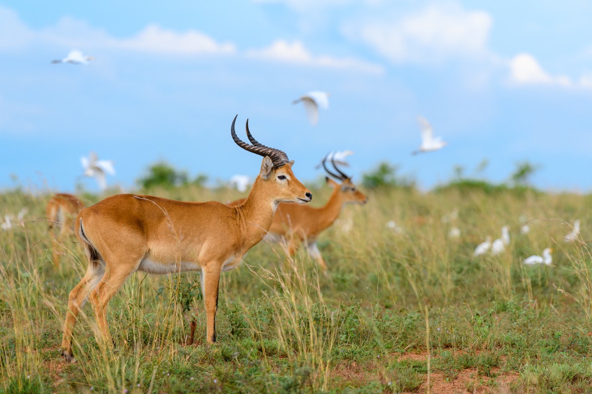 Ugandan kob in its natural environment - Murchison Falls NP, Uganda