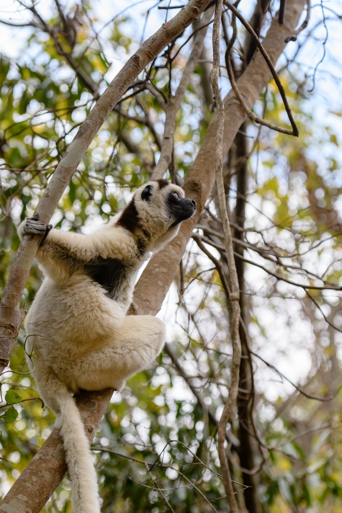 Portrait of a  Verreaux sifaka - Isalo Np, Madagascar