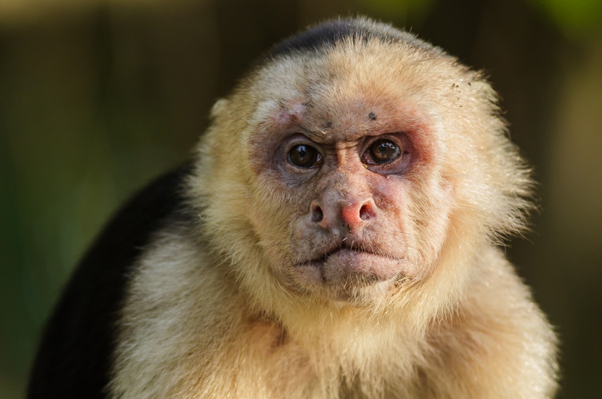 White-headed capuchin (Cebus capucinus) portrait.