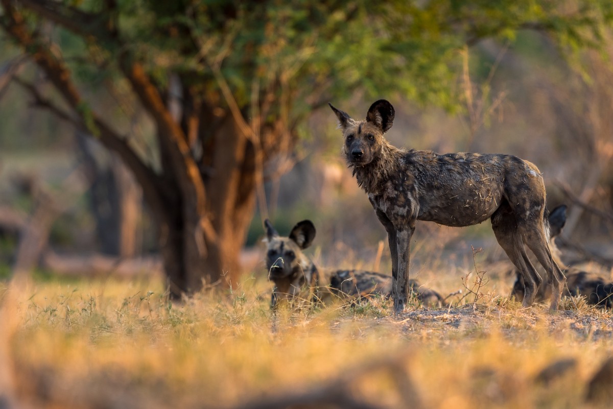 African wild dog (Lycaon pictus) in golden light - Chobe Np, Botswana