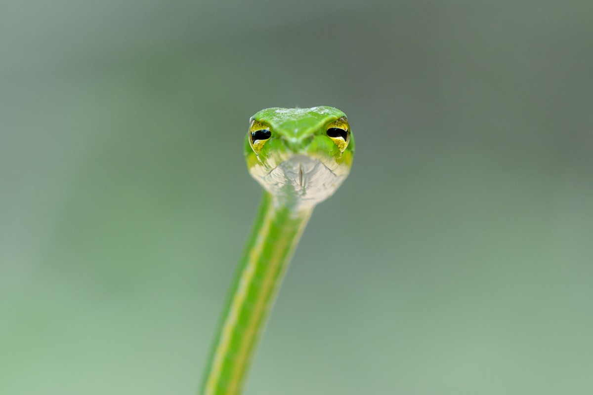 Green vine snake with yellow eyes - Willpatu, Sri Lanka