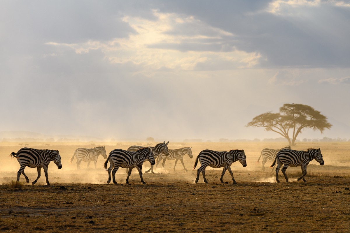 Zebra (Equus quagga) walking over the dusty plains of Amboseli National Park, Kenya