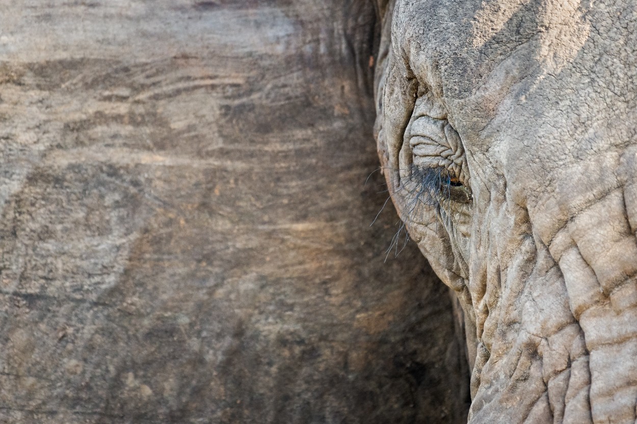 Portrait of an African elephant