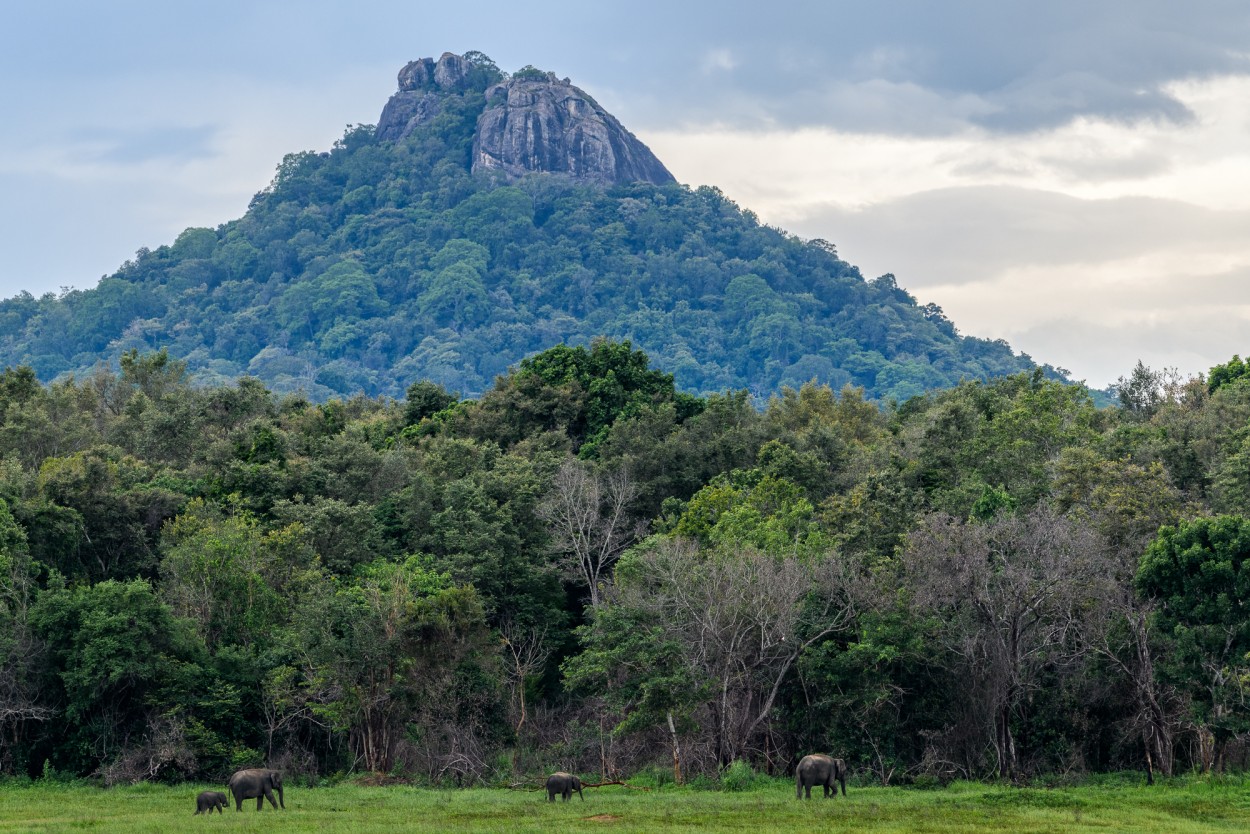 Asian elephants in Maduru Oya National Park, Sri Lanka
