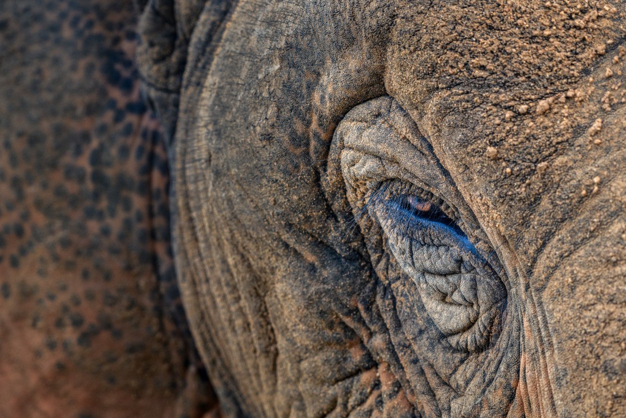 Close up of an Celon elephant