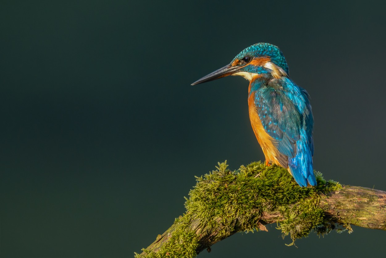 Common kingfisher perching